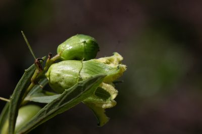 Cayaponia espelina, photographed by Márcia Martins