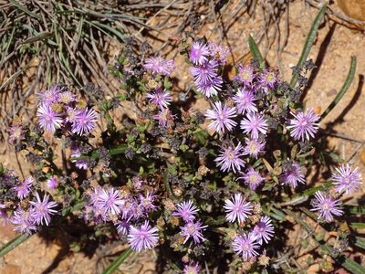 Ruschia staminodiosa, photographed by Shaun Swanepoel