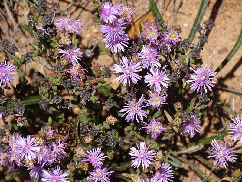 Ruschia staminodiosa, photographed by Shaun Swanepoel