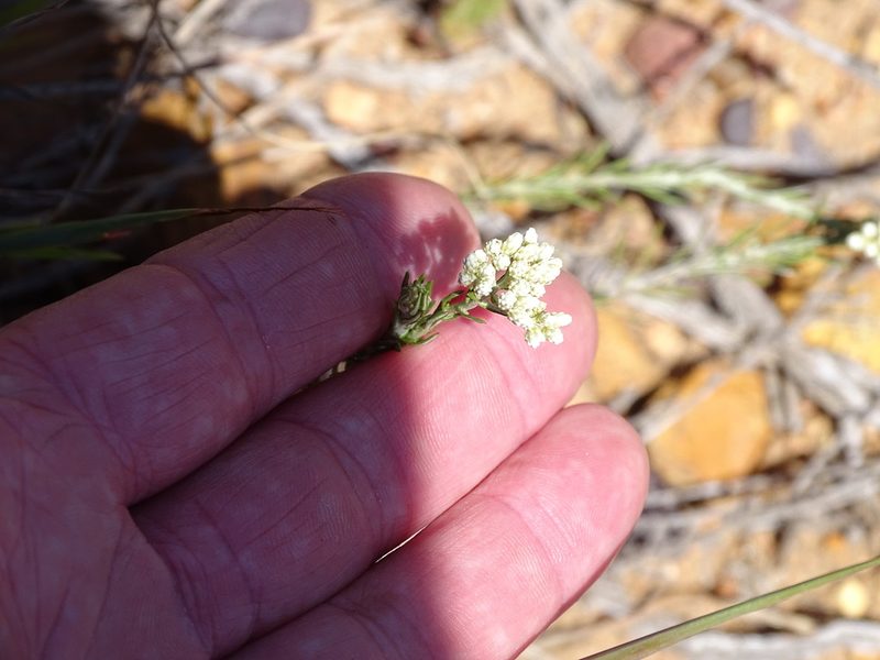 Helichrysum rosum, photographed by Shaun Swanepoel
