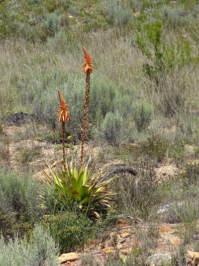 Aloe lineata, photographed by Shaun Swanepoel