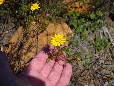 Ursinia anthemoides, photographed by Shaun Swanepoel