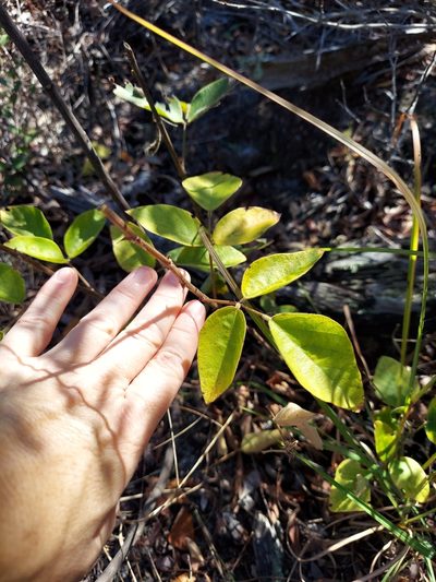 Desmodium floridanum, photographed by Athena Philips