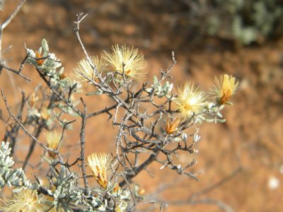 Pteronia incana, photographed by Tim Kirsten