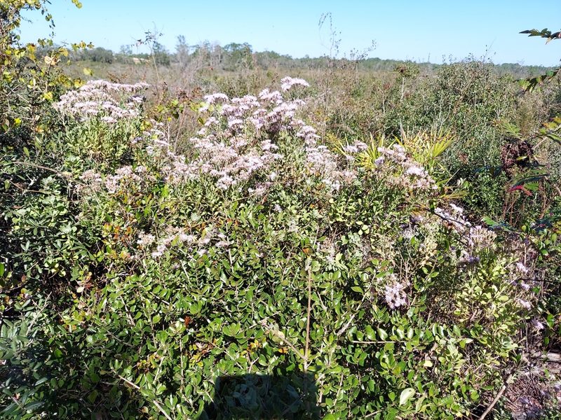 Garberia heterophylla, photographed by Athena Philips