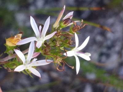Wahlenbergia tenella, photographed by kevin koen