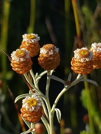 Helichrysum cochleariforme, photographed by kevin koen
