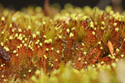 Odontoschisma denudatum, photographed by Quinten Wiegersma