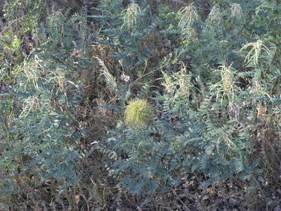Sophora alopecuroides, photographed by Oleg Kosterin