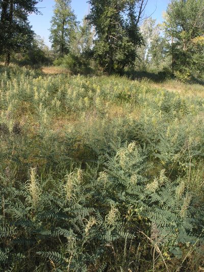 Sophora alopecuroides, photographed by Oleg Kosterin