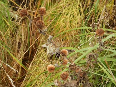 Pulicaria dysenterica, photographed by pete_gateley