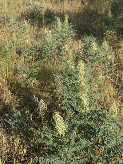 Sophora alopecuroides, photographed by Oleg Kosterin