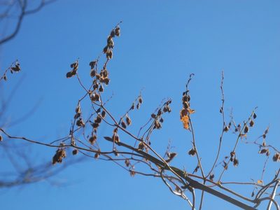 Fallopia scandens, photographed by Michael J. Papay