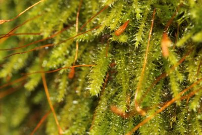 Herzogiella striatella, photographed by Quinten Wiegersma
