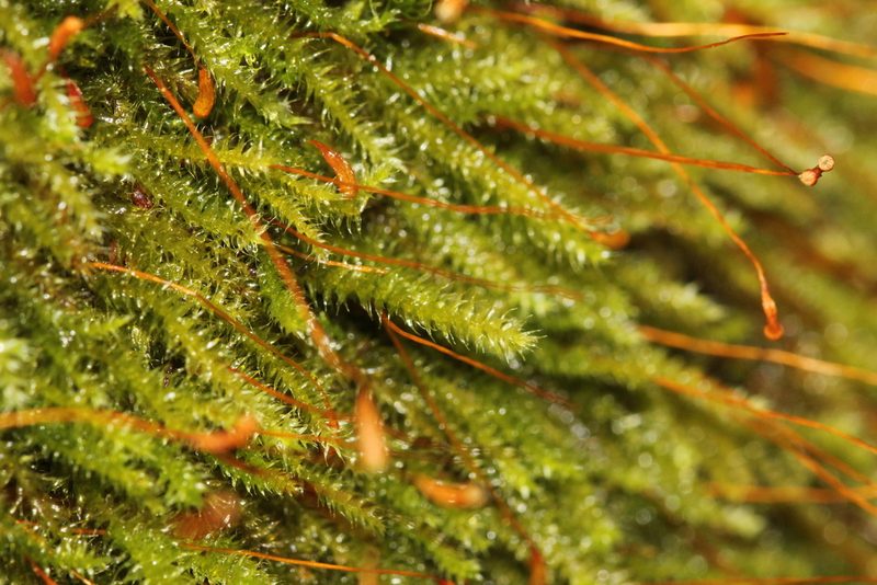 Herzogiella striatella, photographed by Quinten Wiegersma