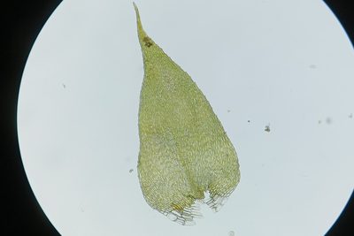 Herzogiella striatella, photographed by Quinten Wiegersma
