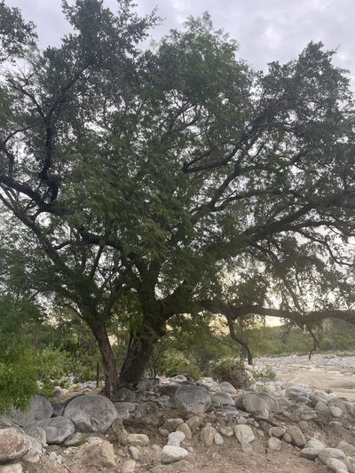 Quercus brandegeei, photographed by Jim Riley