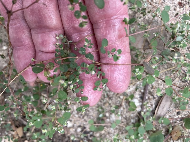 Euphorbia dentosa, photographed by Jim Riley