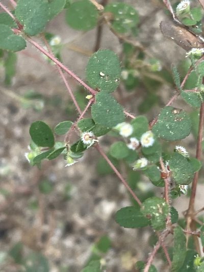 Euphorbia dentosa, photographed by Jim Riley