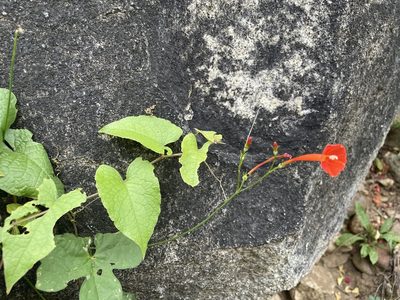 Ipomoea hederifolia, photographed by Jim Riley