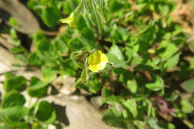 Oxalis laxa, photographed by Bruno Avilez
