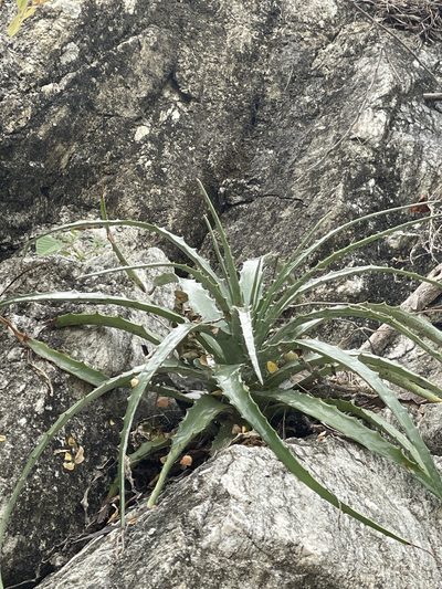 Hechtia montana, photographed by Jim Riley