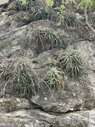 Hechtia montana, photographed by Jim Riley