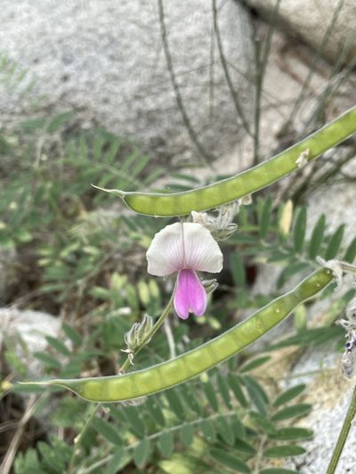 Tephrosia palmeri, photographed by Jim Riley