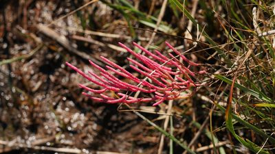 Salicornia depressa, photographed by Nathan T. Jones