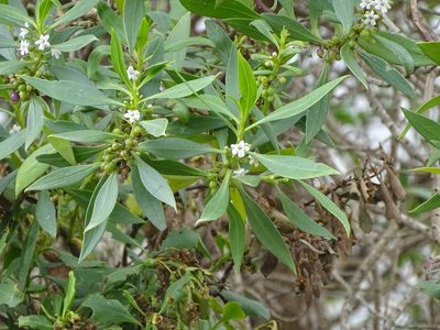 Myoporum montanum, photographed by Shaun Swanepoel