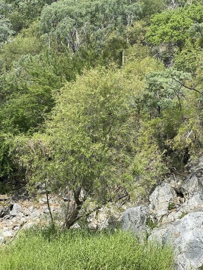 Salix bonplandiana, photographed by Jim Riley
