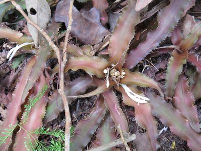 Cryptanthus acaulis, photographed by Victor Farjalla Pontes