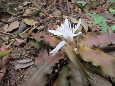 Cryptanthus acaulis, photographed by Victor Farjalla Pontes