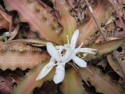 Cryptanthus acaulis, photographed by Victor Farjalla Pontes