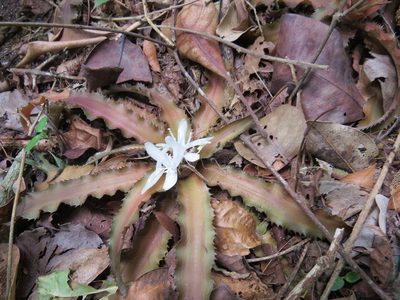 Cryptanthus acaulis, photographed by Victor Farjalla Pontes
