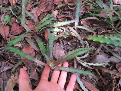 Cryptanthus acaulis, photographed by Victor Farjalla Pontes