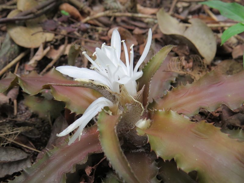 Cryptanthus acaulis, photographed by Victor Farjalla Pontes