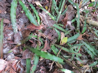 Cryptanthus acaulis, photographed by Victor Farjalla Pontes
