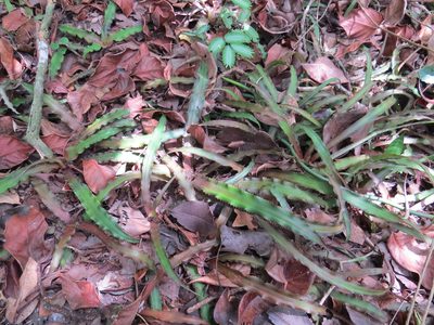 Cryptanthus acaulis, photographed by Victor Farjalla Pontes
