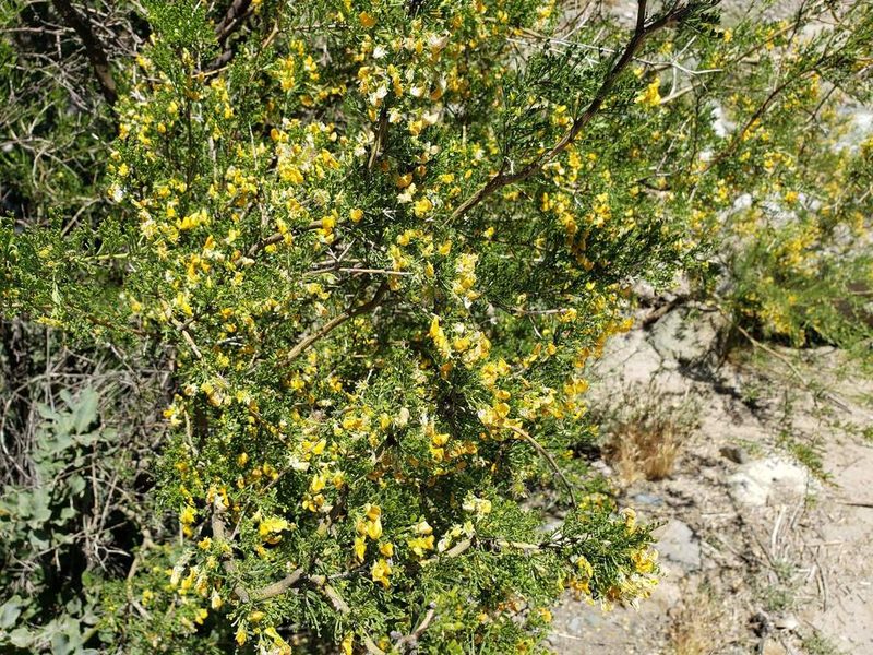 Adesmia arborea, photographed by Cesar Ormazabal