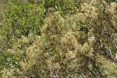 Adesmia arborea, photographed by Cesar Ormazabal