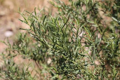 Baccharis paniculata, photographed by Cesar Ormazabal