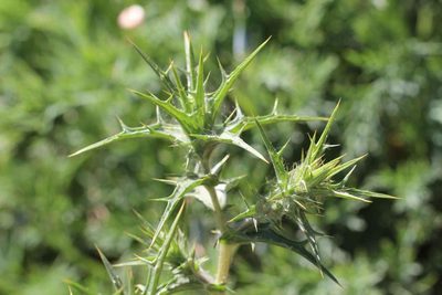 Carthamus lanatus, photographed by Cesar Ormazabal
