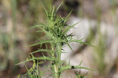 Carthamus lanatus, photographed by Cesar Ormazabal