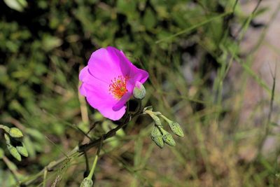 Cistanthe grandiflora, photographed by Cesar Ormazabal