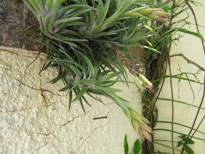 Tillandsia neglecta, photographed by Victor Farjalla Pontes
