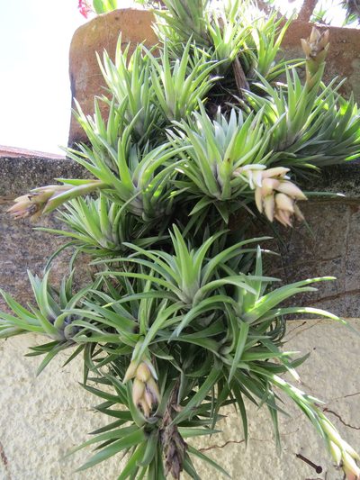 Tillandsia neglecta, photographed by Victor Farjalla Pontes
