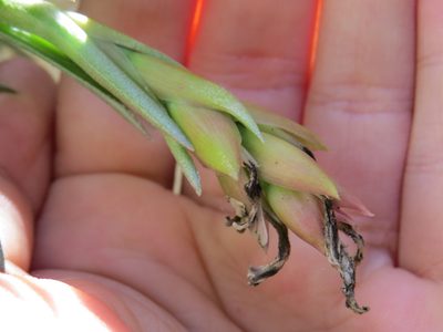 Tillandsia neglecta, photographed by Victor Farjalla Pontes