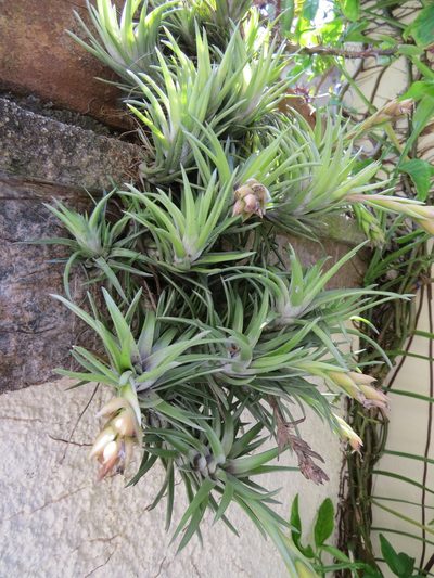 Tillandsia neglecta, photographed by Victor Farjalla Pontes