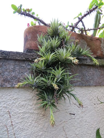 Tillandsia neglecta, photographed by Victor Farjalla Pontes